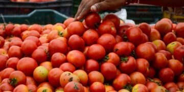 Pune Farmer Earns Rs 3 Crore By Selling Tomatoes In 1 Month