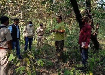 Maharashtra: STF Action In Tiger Poaching Case In Gadchiroli, 16 People Including Five Minors Arrested