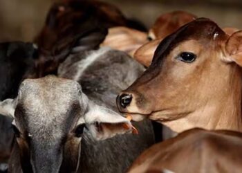 Maharashtra: People Thrashed A Cow Smuggler For Carrying 6 Cattle In Car