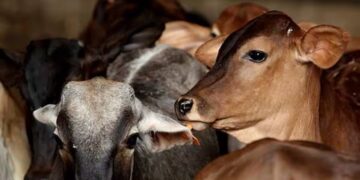 Maharashtra: People Thrashed A Cow Smuggler For Carrying 6 Cattle In Car