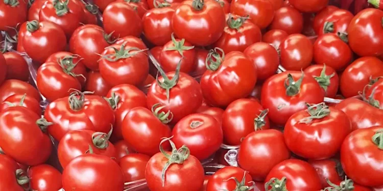 According To The Government, Tomatoes Would Be Sold At Rs 80 Per Kilogram From Today Nationwide