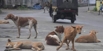 Dogs