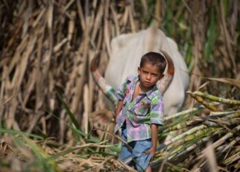 Maharashtra: Couples Are Preferably Farm Laborers, Making Child Marriage A Reality In The Sugarcane Belt Beed