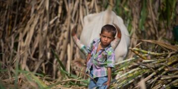 Maharashtra: Couples Are Preferably Farm Laborers, Making Child Marriage A Reality In The Sugarcane Belt Beed