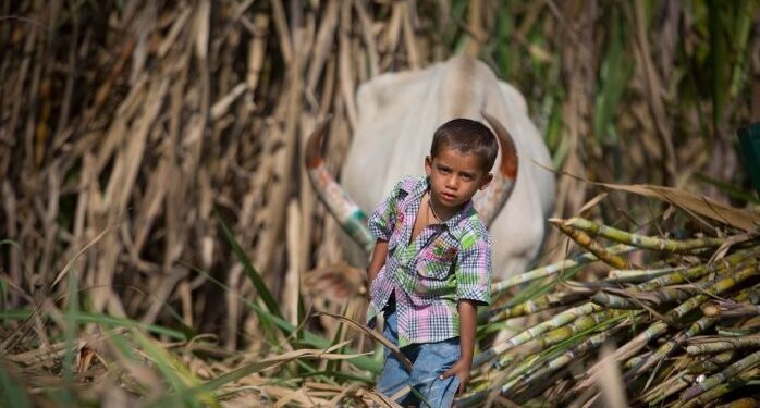 Maharashtra: Couples Are Preferably Farm Laborers, Making Child Marriage A Reality In The Sugarcane Belt Beed