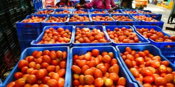 Tomato R