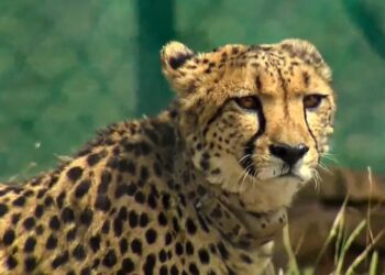 The Last Free-ranging African Cheetah, Named Nirva, Was Discovered To Be In Good Health