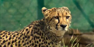 The Last Free-ranging African Cheetah, Named Nirva, Was Discovered To Be In Good Health