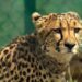 The Last Free-ranging African Cheetah, Named Nirva, Was Discovered To Be In Good Health