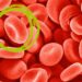 How To Boost Hemoglobin Levels In The Body Naturally Without Drugs