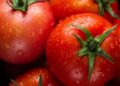 NCCF Sells 560 Tons In 15 Days Whereas ONDC Sells 10,000 Kg Of Tomatoes In A Week