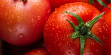 NCCF Sells 560 Tons In 15 Days Whereas ONDC Sells 10,000 Kg Of Tomatoes In A Week