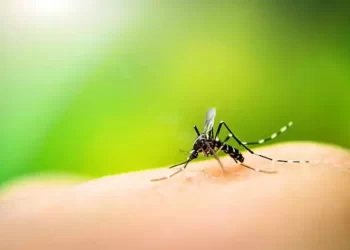 Mumbai Zika Virus Case Found; 79-Year-Old Patient Now Completely Recovered: City Council