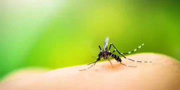 Mumbai Zika Virus Case Found; 79-Year-Old Patient Now Completely Recovered: City Council