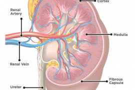Kidney