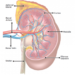 Kidney