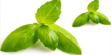 Basil