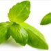 Basil