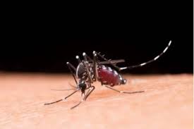 How Can School-Going Children Reduce Their Risk Of Mosquito-Borne Disease During A Dengue Outbreak? 5 Points To Remember