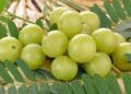 Amla