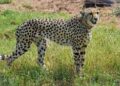 Cheetahs