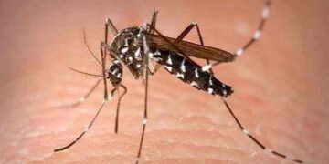 Zika