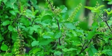 Basil