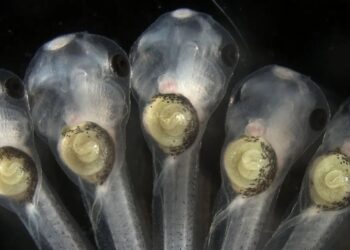 Misregulated metabolism during development can cause intestinal coiling