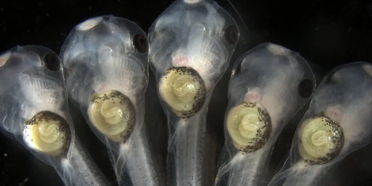 Misregulated metabolism during development can cause intestinal coiling